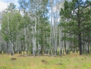 PICTURES/Kendrick Wildlife Trail/t_Meadow & Aspens.JPG